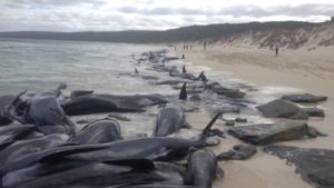 150 whales die australia