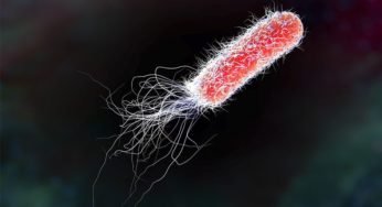 E. Coli Infection Breaks out in 7 states