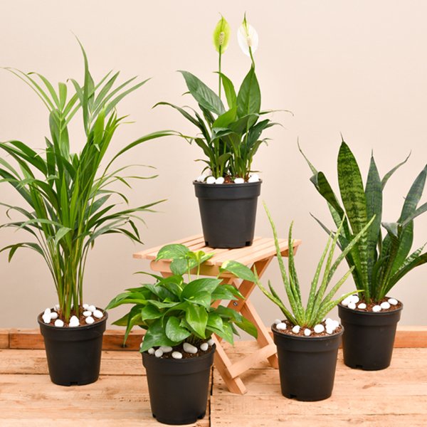 Air Purifying Plants