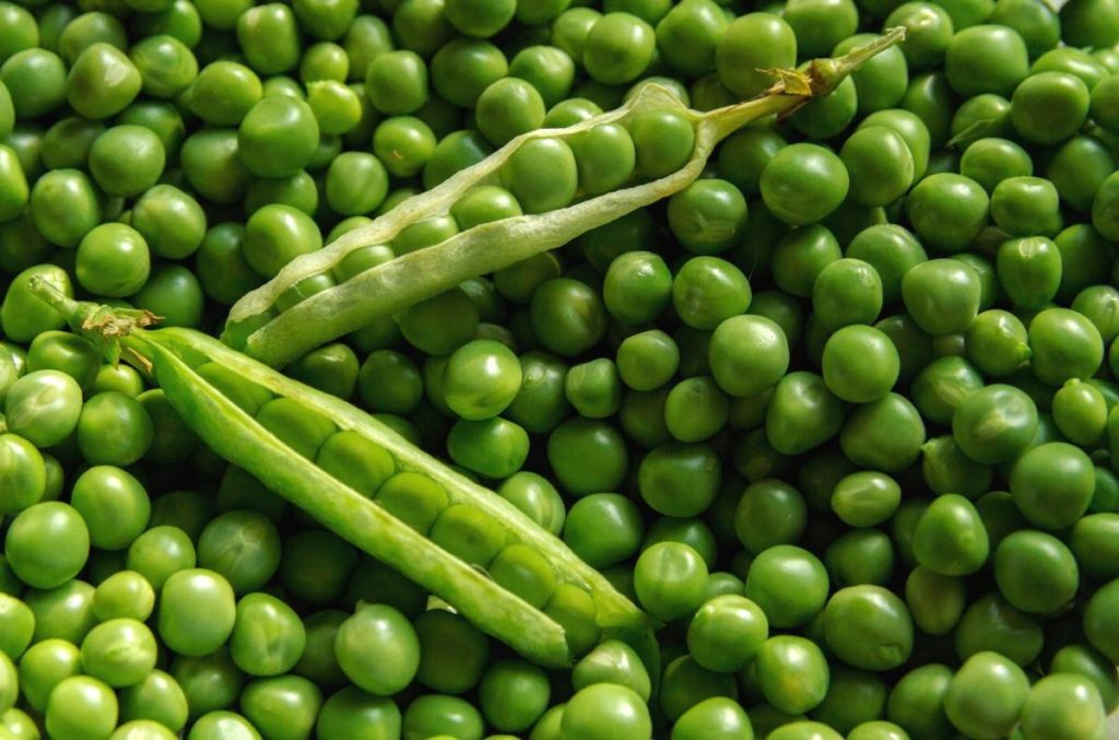Peas for gut health